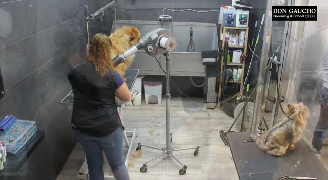 Foto de Centro de formacion y peluqueria canina Don Gaucho Grooming & School