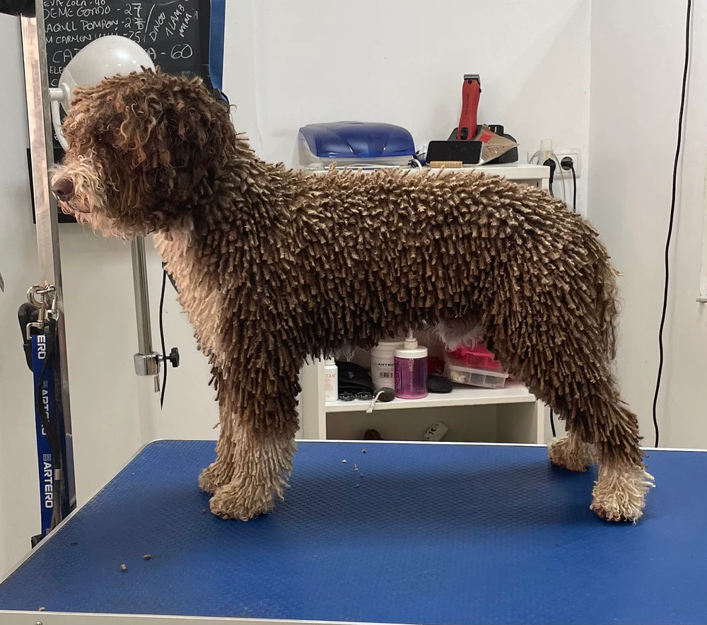 Foto de Centro de formacion y peluqueria canina Don Gaucho Grooming & School